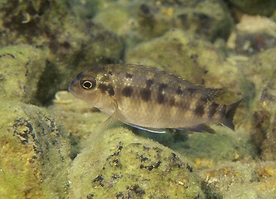 Tropheops tropheops 'Minos Reef'